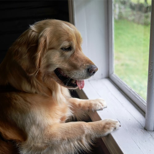 Dog-looking-outside