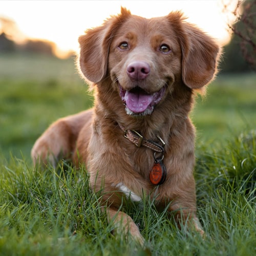 Dog-resting-on-the-grass