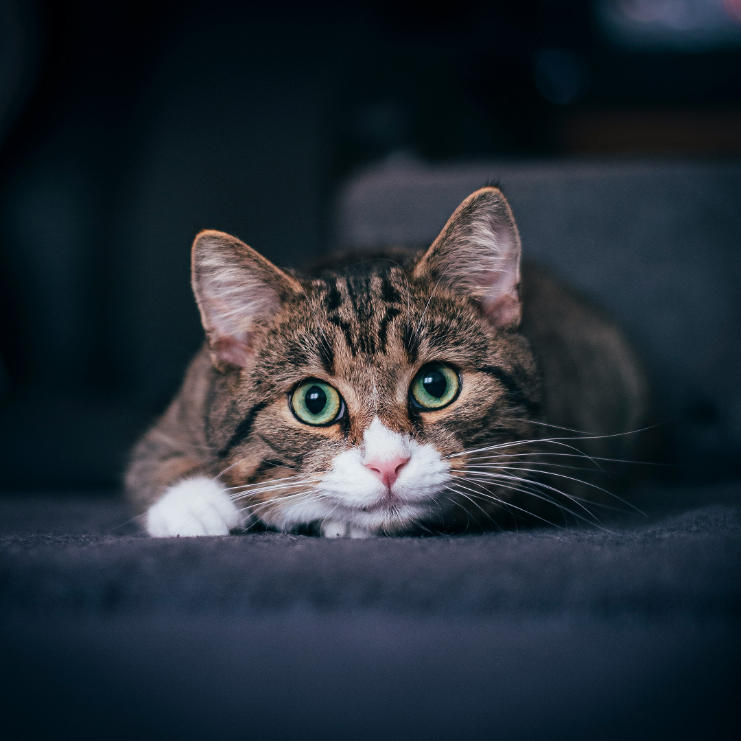 A cat is looking