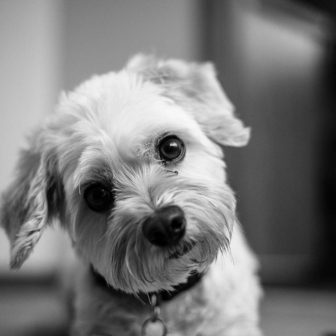 A white cute dog